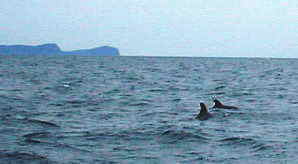 �C���J�E�I�b�`���O